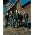 Miniaturansicht von 3 Doors Down