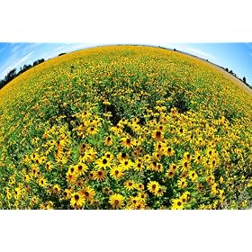 Sigma 10mm f/2.8 EX DC HSM Fisheye Lens