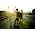 Thumbnail image of Green Day