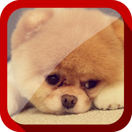 Cute Puppies Video