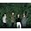 Miniaturansicht von Tocotronic