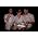 Thumbnail image of Portugal. The Man