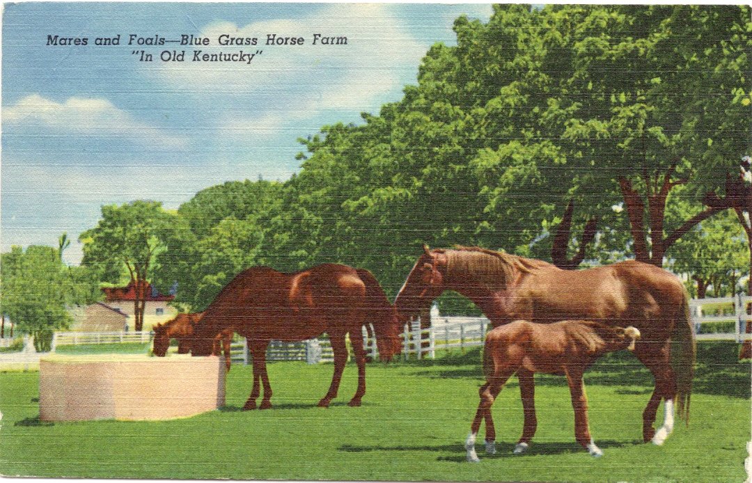 Amazon.com : 1950s Vintage Postcard - Mares and Foals - Blue Grass ...