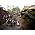 Thumbnail image of Edward Sharpe & the Magnetic Zeros