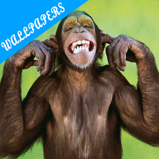 Funny Monkey Wallpapers