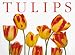 Book Tulips