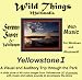 Yellowstone: Multimedia Screen Savers