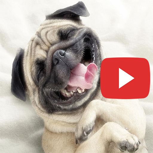 Funny Animals Videos