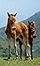 Horses Jigsaw Puzzles (Ad-Free)