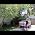Video of Jill Williamson