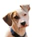 Audio Guide Dog Training Basics (Spanish)