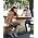 Vignette de She and Him