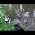Video of Pat Regan