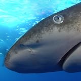 Shark Task Force Shark Task Force