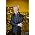 Vignette de Joe Jackson