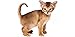 Guess The Kitten Breed - Trivia Game