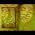 Video of Tosca Lee