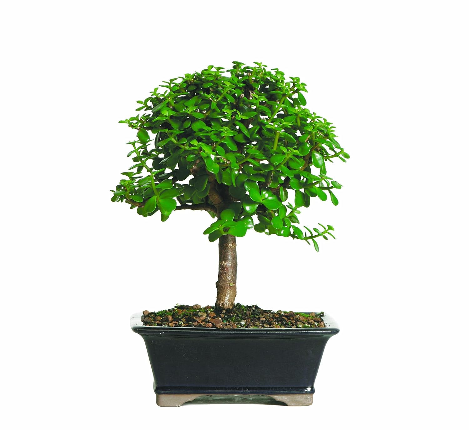 Jade Bonsai Tree for Indoor and Outdoor Minimal Watering Plant