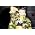 Thumbnail image of Rihanna