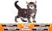 Guess The Kitten Breed - Trivia Game