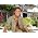 Thumbnail image of Cliff Richard