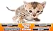 Guess The Kitten Breed - Trivia Game
