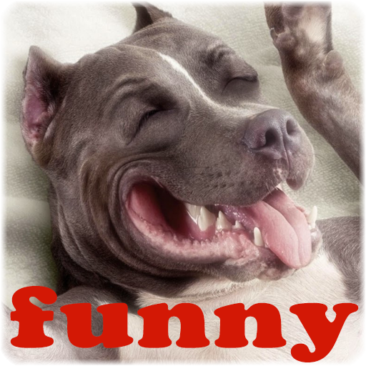Collection Video Funny