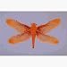 RG Costumes 65265 Dragonfly Wings Costume