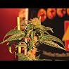 Babylon Is Falling - Cannabis Cup 2009 - Amsterdam, NL