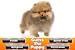 Guess The Puppy Breed 2 - Trivia Game
