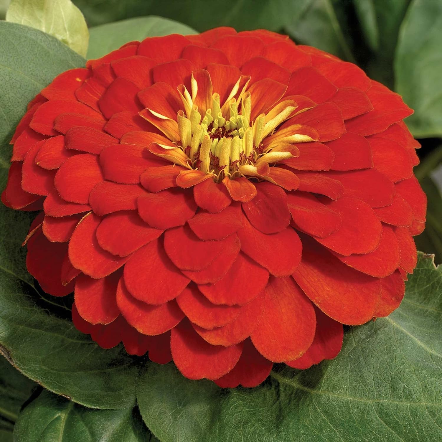 Annual Uproar Over Zinnias with cultivation information tips advice and purchase links in Home