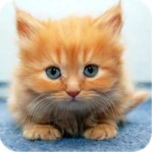 Amazon.com: Cute Animals: Appstore for Android