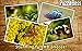 Jigsaw Puzzles: Butterflies