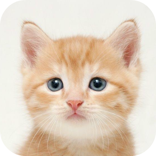 Funny Talking Cat