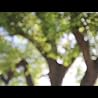 Inspired by her deep love and sense of responsibility for the environment, Snatam says, "My intention for this song and this video is that it will help all of us awaken to our role as stewards of the planet."