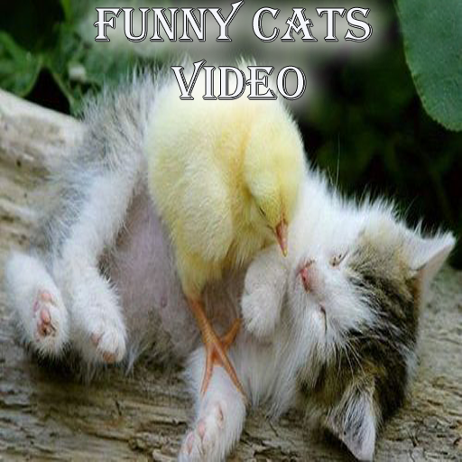 Funny Cats Video
