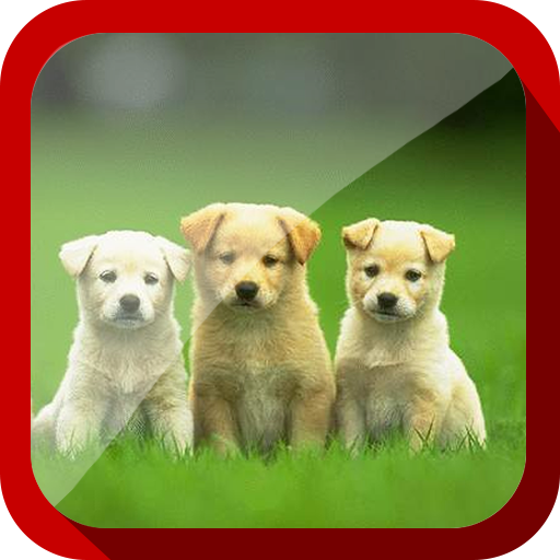 Puppy Videos Compilation