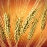 Commodities