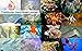 Aquarium Fish 2 Jigsaw Puzzles