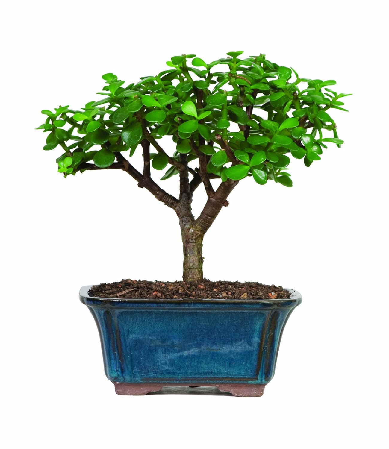 Jade Bonsai Tree for Indoor and Outdoor Minimal Watering Plant