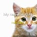 Happy Birthday Singing Cat