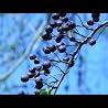 Artist Video