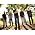 Thumbnail image of Drive-By Truckers