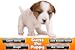 Guess The Puppy Breed 2 - Trivia Game