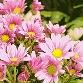 【送料無料】お盆切花セットお供え用・お墓参りに小菊の１０本セット〔赤〕 花工房花贈り フラワーギフト