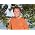 Thumbnail image of Cliff Richard