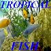 Breeding Tropical Fish!
