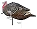 81joLAjXTyL. SL73 81joLAjXTyL. SL73