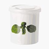 Produkt-Bild: ASA Selection - Serie trattoria - Vorrats-Dose Basilikum