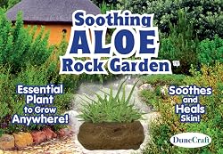 Soothing Aloe Rock Garden